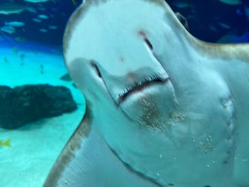 サンシャイン水族館に投稿された画像（2022/8/12）