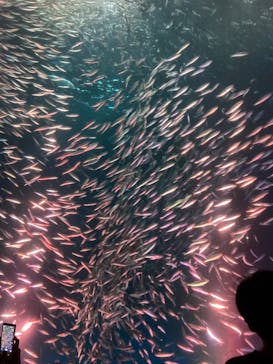 名古屋港水族館に投稿された画像（2022/8/12）