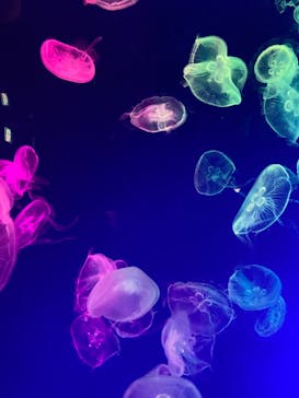 名古屋港水族館に投稿された画像（2022/8/12）