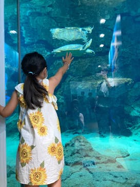 名古屋港水族館に投稿された画像（2022/8/12）