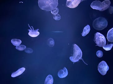 サンシャイン水族館に投稿された画像（2022/8/12）