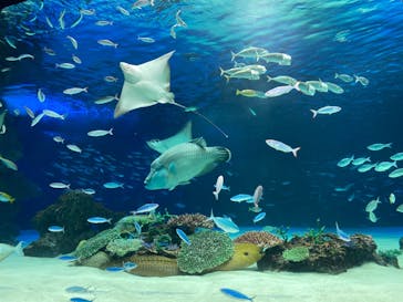 サンシャイン水族館に投稿された画像（2022/8/12）