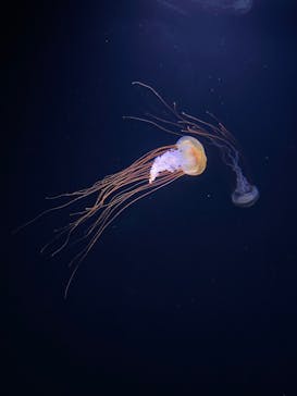 サンシャイン水族館に投稿された画像（2022/8/12）