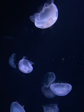 サンシャイン水族館に投稿された画像（2022/8/12）