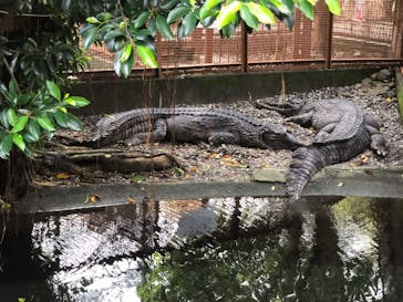 熱川バナナワニ園に投稿された画像（2022/8/12）