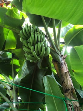 熱川バナナワニ園に投稿された画像（2022/8/12）