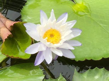 熱川バナナワニ園に投稿された画像（2022/8/12）