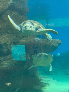 名古屋港水族館に投稿された画像（2022/8/12）