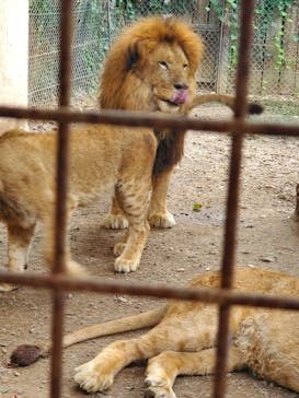 群馬サファリパークに投稿された画像（2022/8/12）