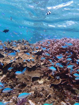 宮古島 ADVENTURE PiPi（ミヤコジマ アドベンチャー ピピ）に投稿された画像（2022/8/12）