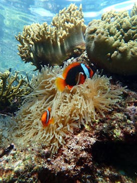 宮古島 ADVENTURE PiPi（ミヤコジマ アドベンチャー ピピ）に投稿された画像（2022/8/12）