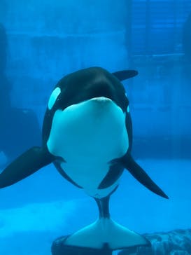 名古屋港水族館に投稿された画像（2022/8/12）