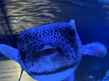 すみだ水族館に投稿された画像（2022/8/12）