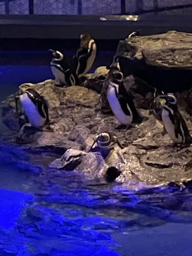 すみだ水族館に投稿された画像（2022/8/12）