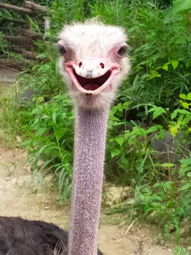 群馬サファリパークに投稿された画像（2022/8/13）