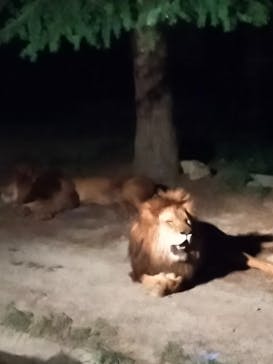 群馬サファリパークに投稿された画像（2022/8/13）