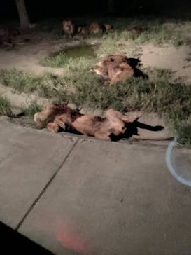 群馬サファリパークに投稿された画像（2022/8/13）