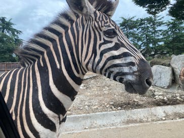 群馬サファリパークに投稿された画像（2022/8/13）