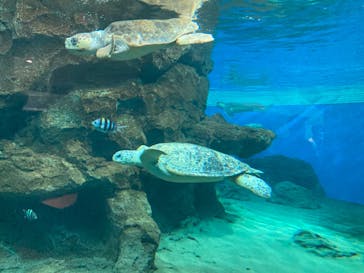 名古屋港水族館に投稿された画像（2022/8/13）