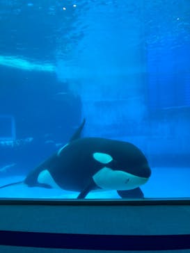 名古屋港水族館に投稿された画像（2022/8/13）