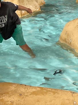 伊豆・三津シーパラダイスに投稿された画像（2022/8/13）