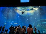 アクアワールド茨城県大洗水族館に投稿された画像（2022/8/13）