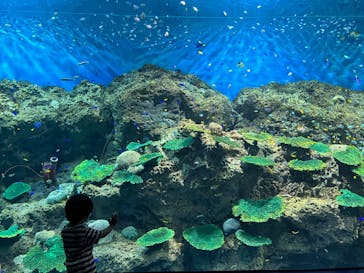 アクアワールド茨城県大洗水族館に投稿された画像（2022/8/13）