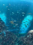上越市立水族博物館 うみがたりに投稿された画像（2022/8/13）