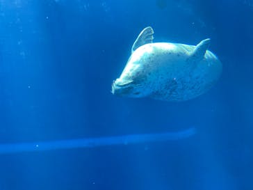 上越市立水族博物館 うみがたりに投稿された画像（2022/8/13）