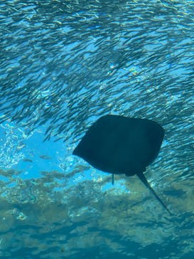 下田海中水族館に投稿された画像（2022/8/13）