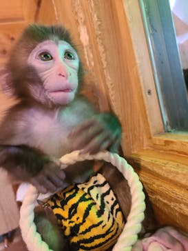 おさるランド＆アニタウン　日光さる軍団劇場に投稿された画像（2022/8/13）