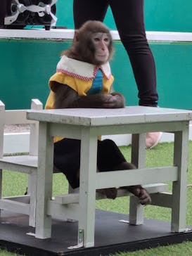 おさるランド＆アニタウン　日光さる軍団劇場に投稿された画像（2022/8/13）