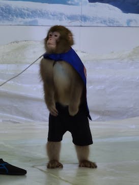 おさるランド＆アニタウン　日光さる軍団劇場に投稿された画像（2022/8/13）