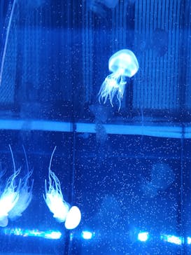 名古屋港水族館に投稿された画像（2022/8/13）