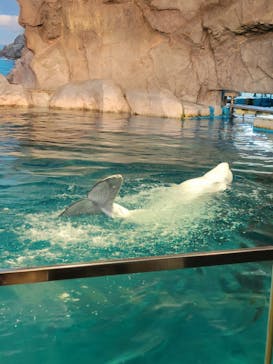 名古屋港水族館に投稿された画像（2022/8/13）