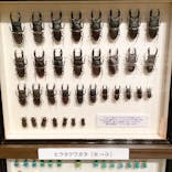 体感するファーブル昆虫展 NAGOYAに投稿された画像（2022/8/13）