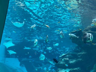 名古屋港水族館に投稿された画像（2022/8/13）
