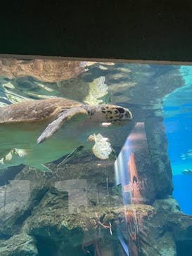 名古屋港水族館に投稿された画像（2022/8/13）