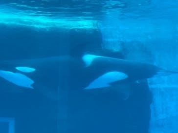名古屋港水族館に投稿された画像（2022/8/13）