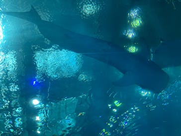 沖縄美ら海水族館に投稿された画像（2022/8/13）