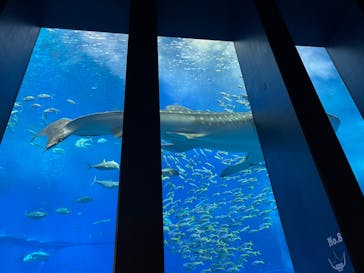 沖縄美ら海水族館に投稿された画像（2022/8/13）
