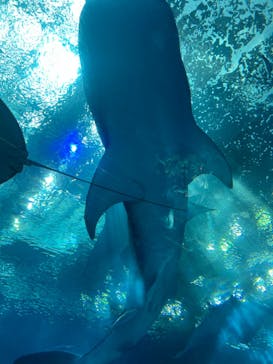 沖縄美ら海水族館に投稿された画像（2022/8/13）