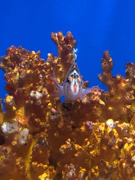 しながわ水族館に投稿された画像（2022/8/13）