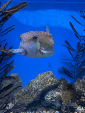 名古屋港水族館に投稿された画像（2022/8/13）