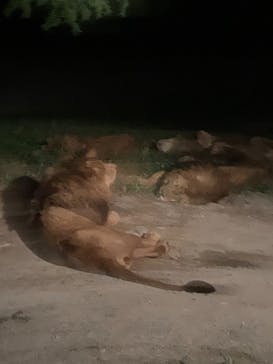 群馬サファリパークに投稿された画像（2022/8/13）