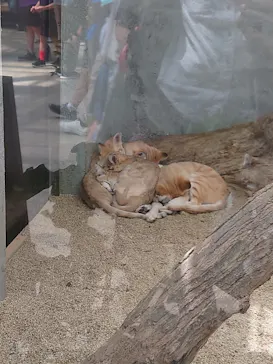 神戸どうぶつ王国に投稿された画像（2022/8/13）