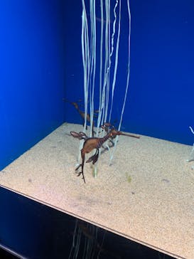 サンシャイン水族館に投稿された画像（2022/8/13）