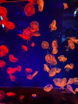 名古屋港水族館に投稿された画像（2022/8/13）