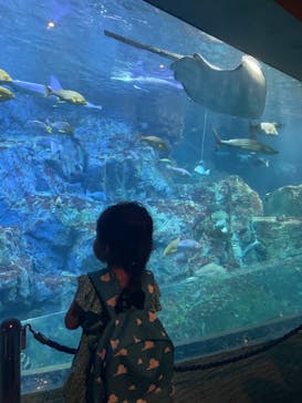 大分マリーンパレス水族館 「うみたまご」に投稿された画像（2022/8/13）