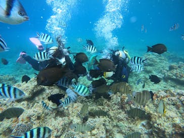 沖縄マリンサービス碧に投稿された画像（2022/8/13）